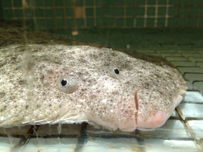 ugly fish in gulf of mexico ugly fish in gulf of mexico