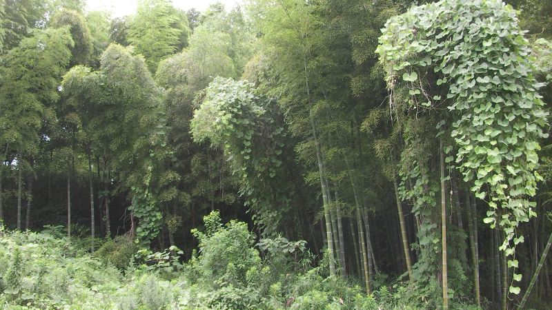2009-07-09_07-22-04_sany4516.jpg