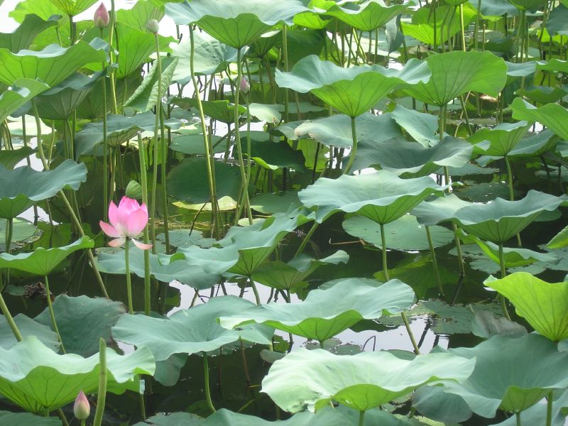 2009-07-26_07-57-10_p7263030.jpg